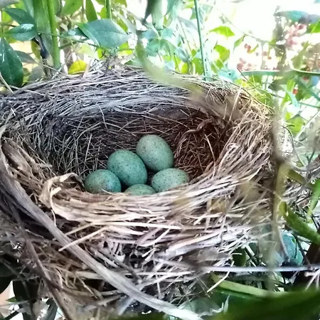 Frühstückspension Hissele 4*